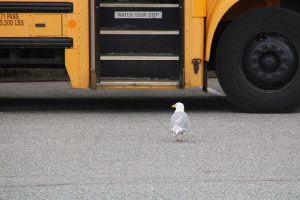 seagull by bus
